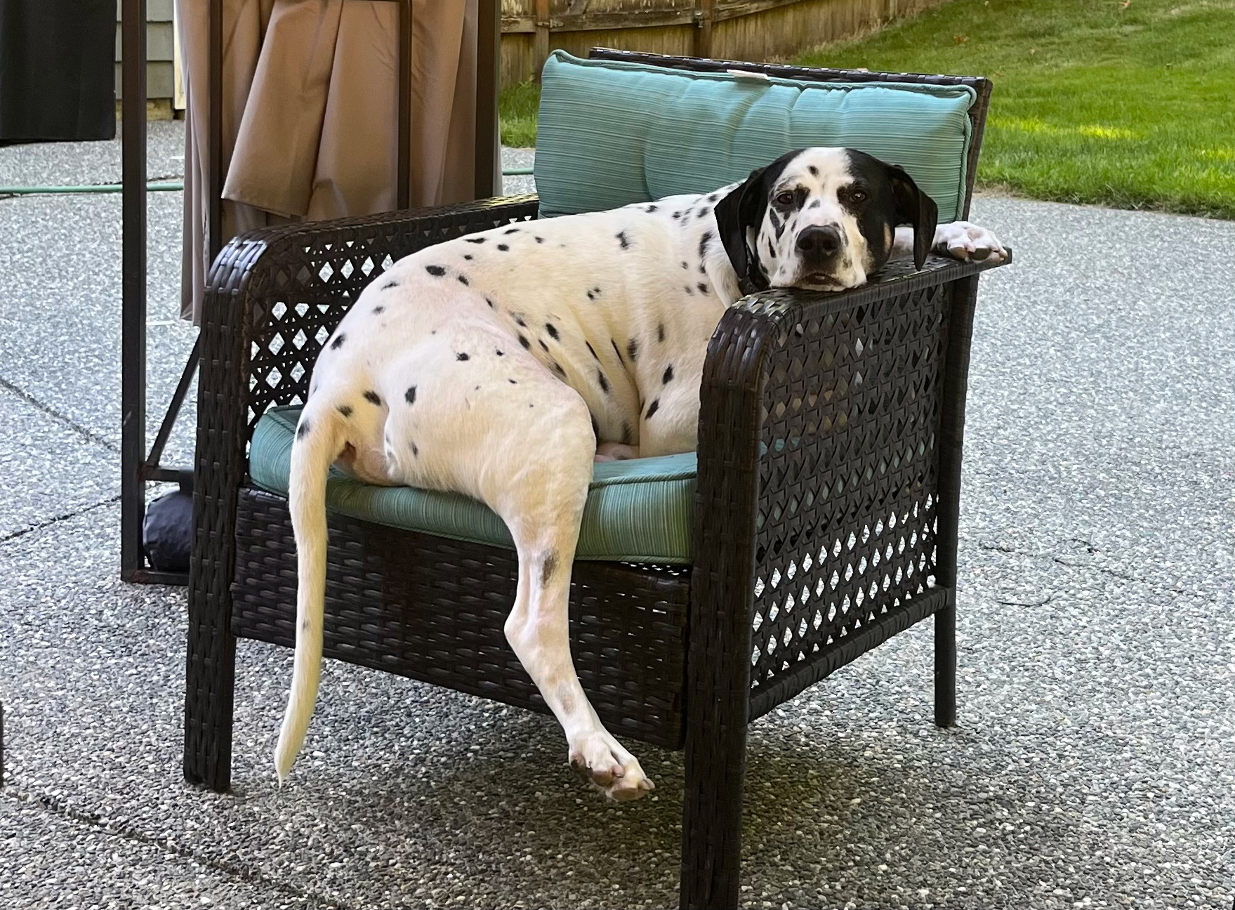Loki on the patio